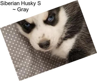 Siberian Husky S ~ Gray