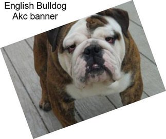 English Bulldog Akc \