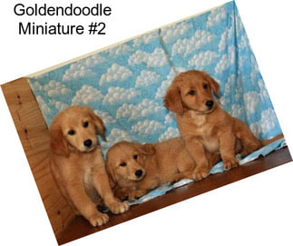 Goldendoodle Miniature #2