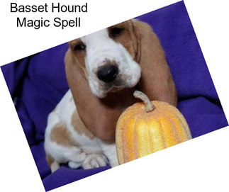 Basset Hound Magic Spell
