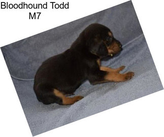 Bloodhound Todd M7