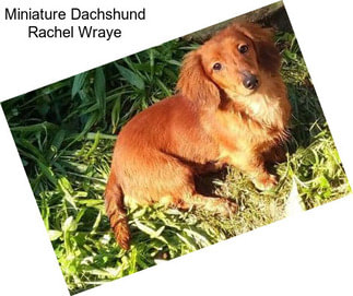 Miniature Dachshund Rachel Wraye