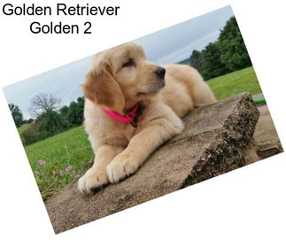 Golden Retriever Golden 2