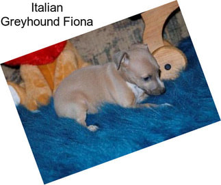 Italian Greyhound Fiona