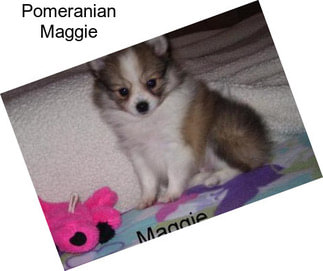 Pomeranian Maggie