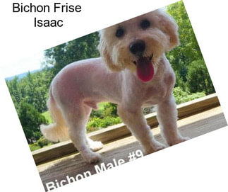 Bichon Frise \