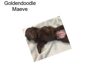 Goldendoodle Maeve