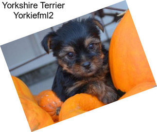 Yorkshire Terrier Yorkiefml2