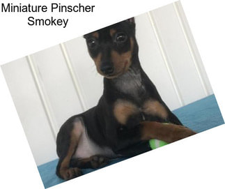 Miniature Pinscher Smokey