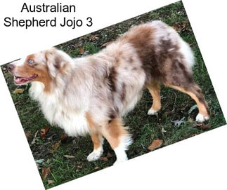Australian Shepherd Jojo 3