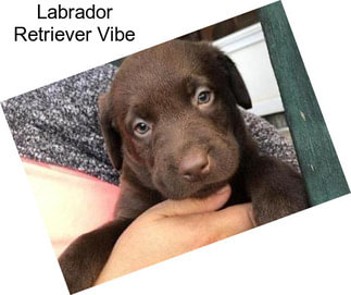 Labrador Retriever Vibe