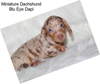 Miniature Dachshund Blu Eye Dapl