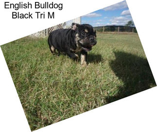 English Bulldog Black Tri M