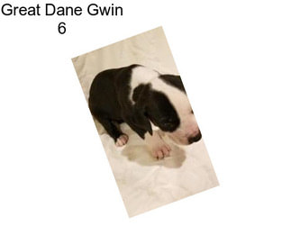Great Dane Gwin 6