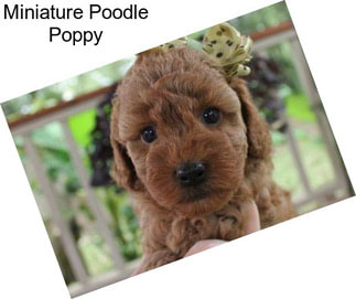 Miniature Poodle Poppy