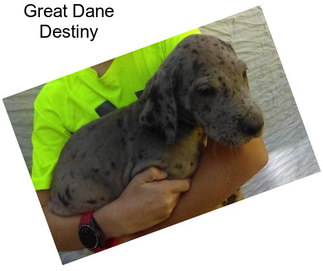 Great Dane Destiny