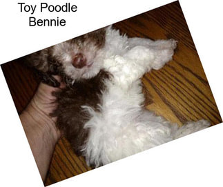 Toy Poodle Bennie
