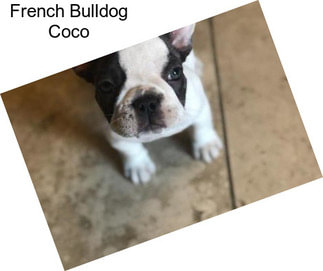 French Bulldog Coco