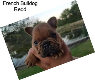 French Bulldog Redd