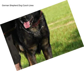 German Shepherd Dog Czech Lines