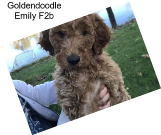 Goldendoodle Emily F2b