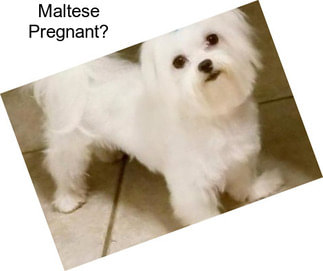 Maltese Pregnant?