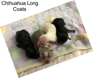 Chihuahua Long Coats