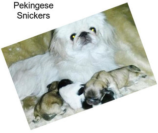 Pekingese Snickers