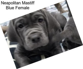 Neapolitan Mastiff Blue Female