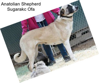 Anatolian Shepherd Sugarakc Ofa