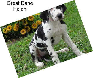 Great Dane Helen