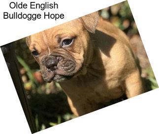 Olde English Bulldogge Hope