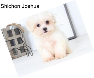 Shichon Joshua