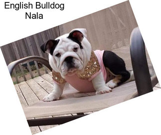 English Bulldog Nala
