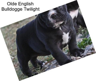 Olde English Bulldogge Twilight