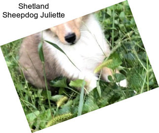 Shetland Sheepdog Juliette