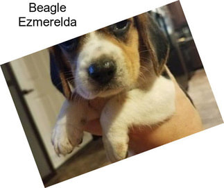 Beagle Ezmerelda