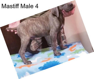 Mastiff Male 4