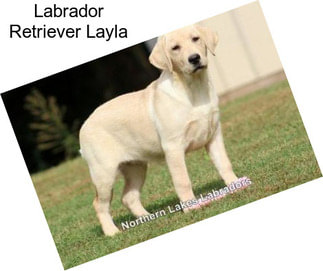 Labrador Retriever Layla