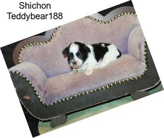 Shichon Teddybear188