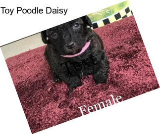 Toy Poodle Daisy