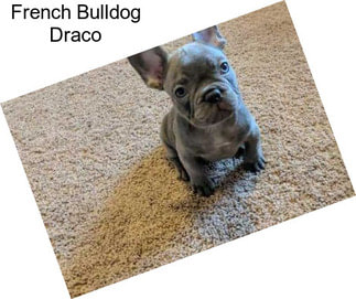 French Bulldog Draco