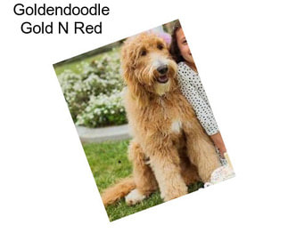 Goldendoodle Gold N Red