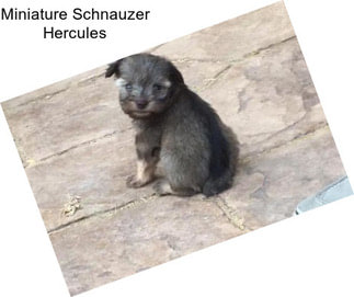 Miniature Schnauzer Hercules