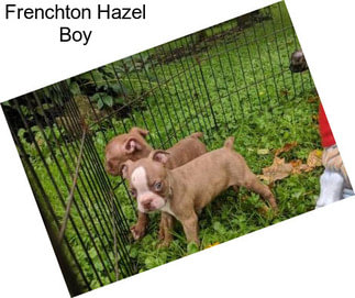 Frenchton Hazel Boy