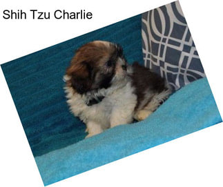 Shih Tzu Charlie