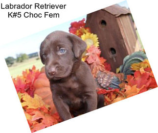 Labrador Retriever K#5 Choc Fem