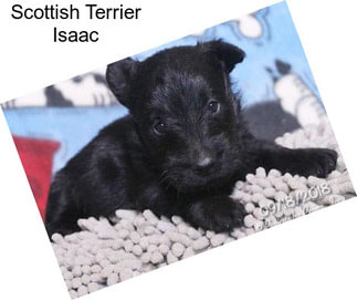 Scottish Terrier Isaac