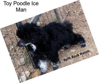 Toy Poodle Ice Man