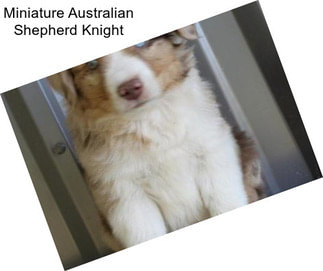 Miniature Australian Shepherd Knight